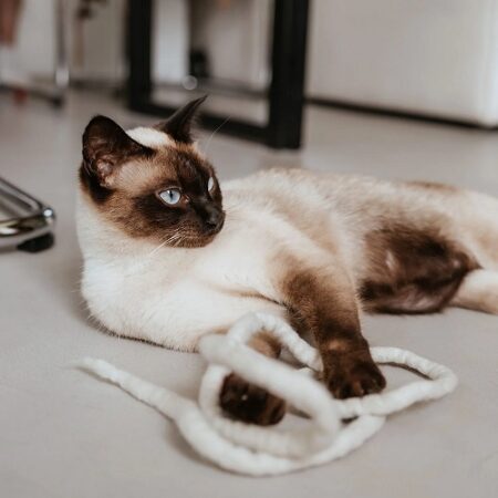 HUNTER Snaky igračka za mace